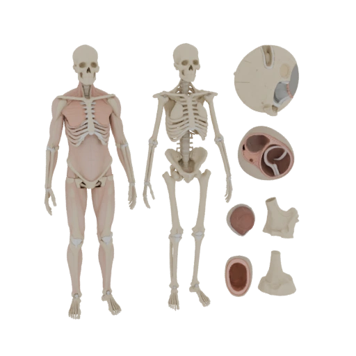Human Joint Anatomy Kit 3D AR Asset for Online Use