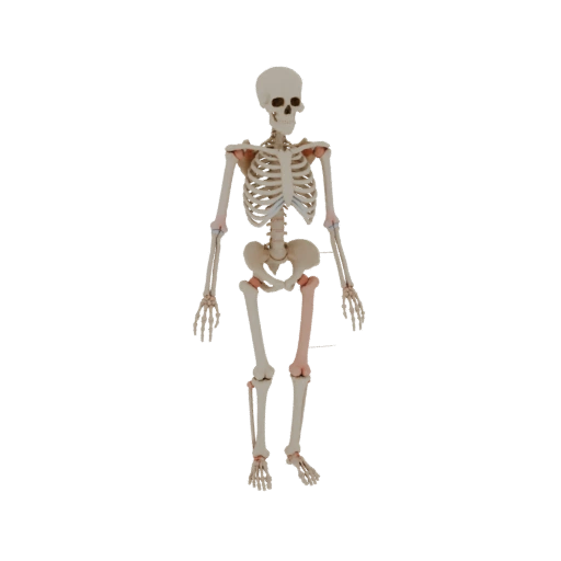 Modelo 3D de Esqueleto Articulado para AR, WebGL e Navegadores