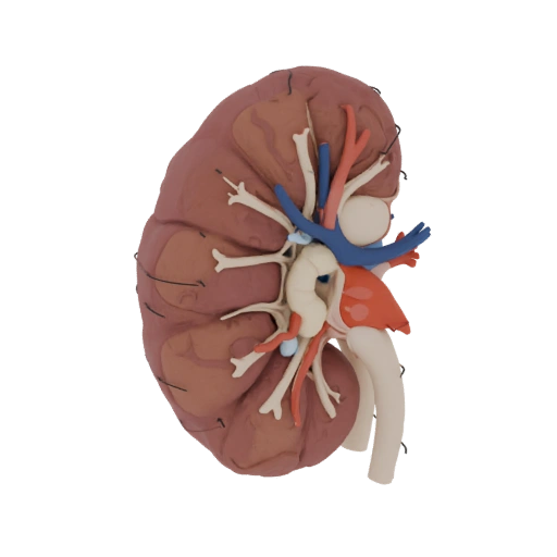 Asset 3D Navegador Rim Vascular para Uso Online AR
