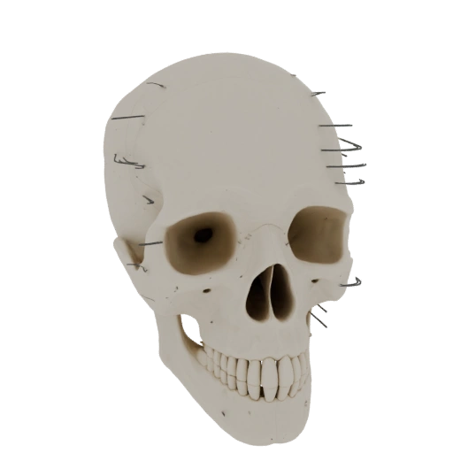 Ossos de Mão de Crânio Modelo 3D para Construtores Hobby de Impressão