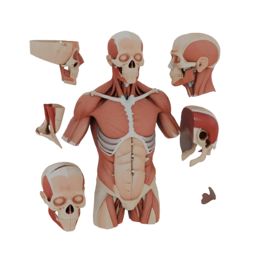 Modular Torso Anatomy Kit 3D Hero Asset for Studio