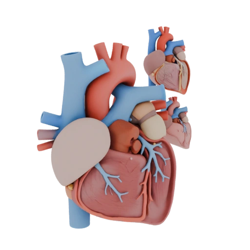 Vascular Heart 3D Asset for Engineering Sim Studios