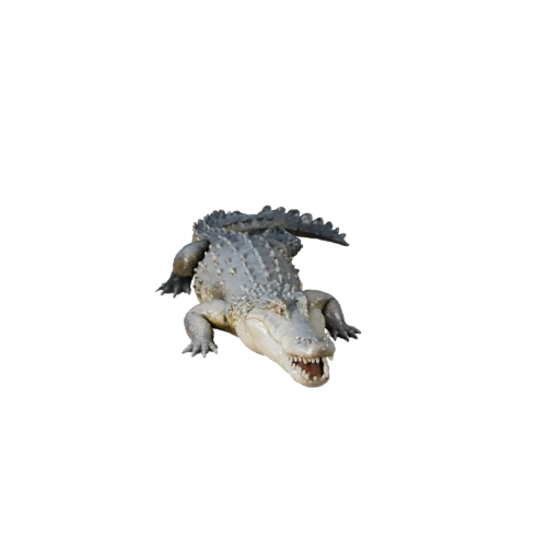 Crocodile 3D Model for Unity - Game Ready Asset, FBX | Royalty-Free