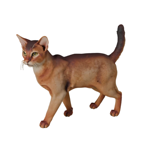 Realistic Abyssinian Cat 3D Model - Rigged PBR Asset for Games