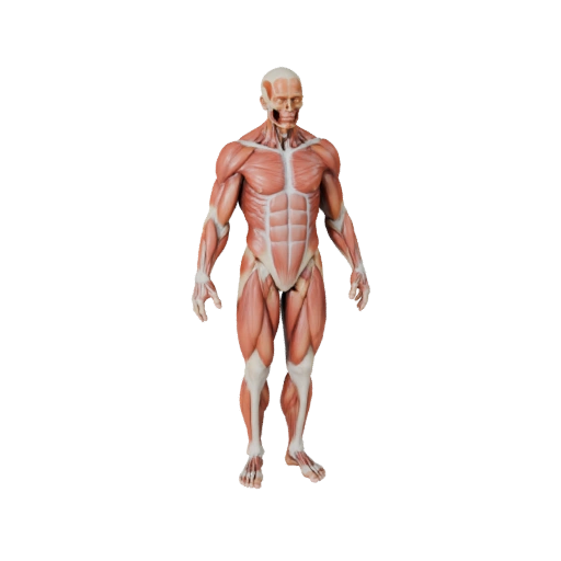 Human Muscle Anatomy Kit 3D Asset for Casual Games