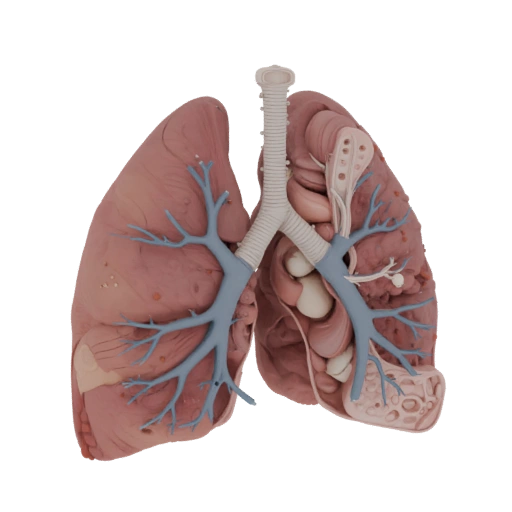 Vascular Lung 3D Studio Asset Realista para Cinema