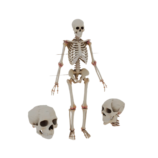 Scheletro Intero 3D per Lezioni in Aula