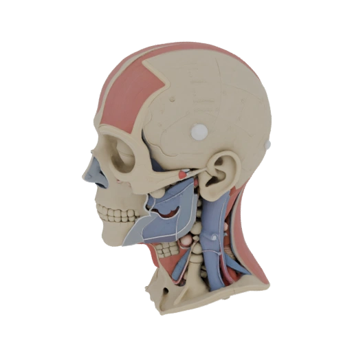 Printable Sectioned Head Anatomy Kit 3D Print Asset
