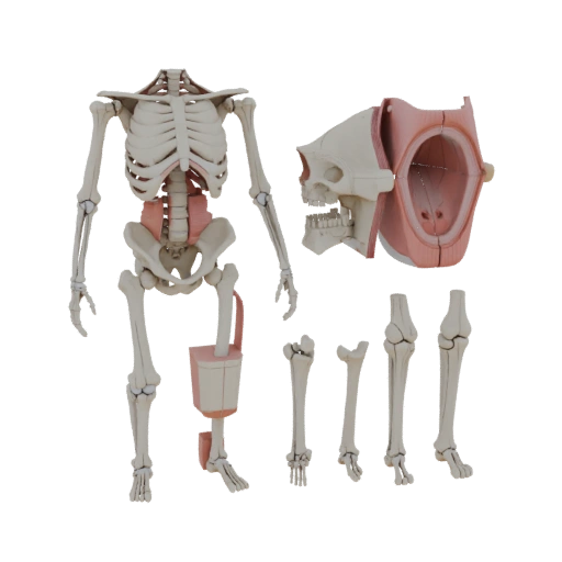 Human Joint Anatomy Kit 3D Asset for Studio Renders