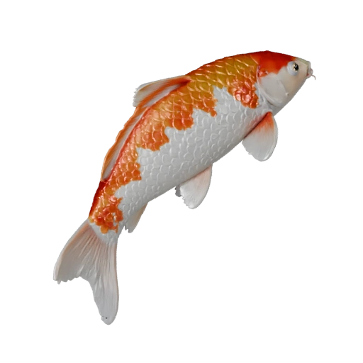 Koi Fish 3D Model for Blender - PBR Asset with Textures | PBR