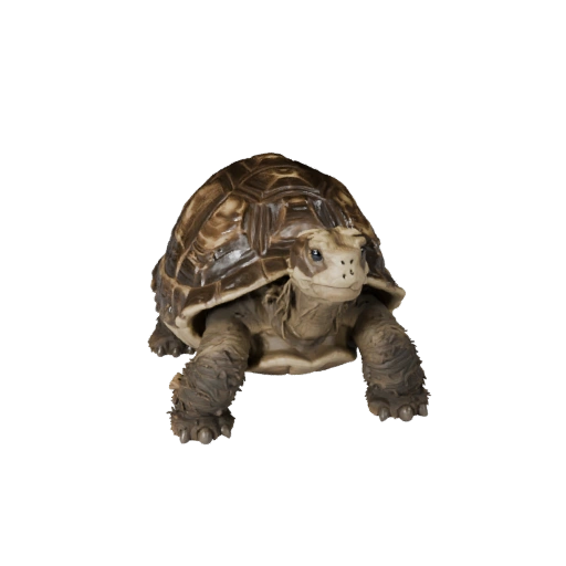Tortoise 3D Model for Blender - PBR Asset with Textures | PBR
