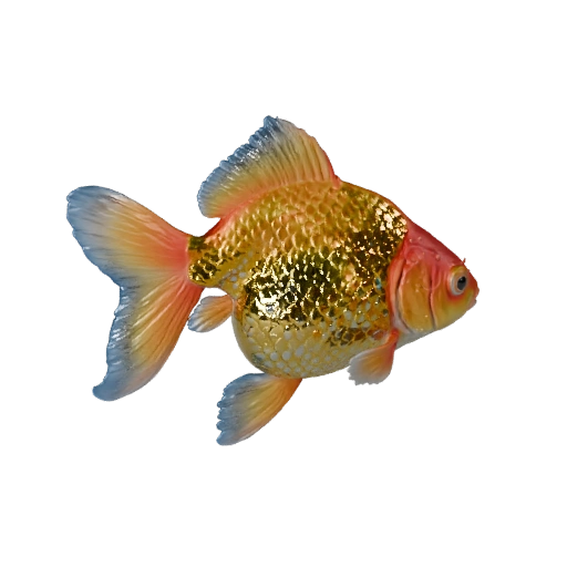 Goldfish 3D Model for Blender - PBR Asset with Textures | PBR