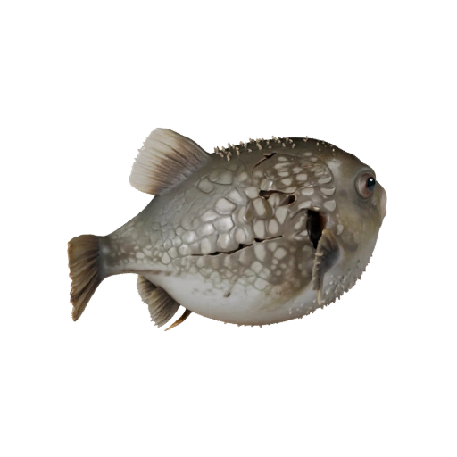 Realistischer Kugelfisch 3D-Modell - Rigged PBR Asset für Spiele