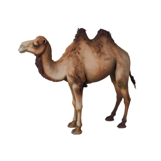 Dromedary Camel 3D Model for Unity - Game Ready Asset, FBX