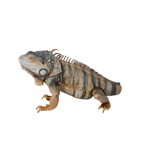 Realistic Iguana 3D Model - Rigged PBR Asset for Games | PBR