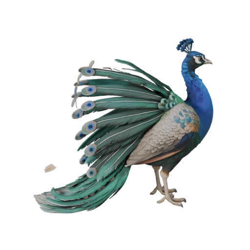 Peacock 3D Model for Unity - Game Ready Asset, FBX | Royalty-Free