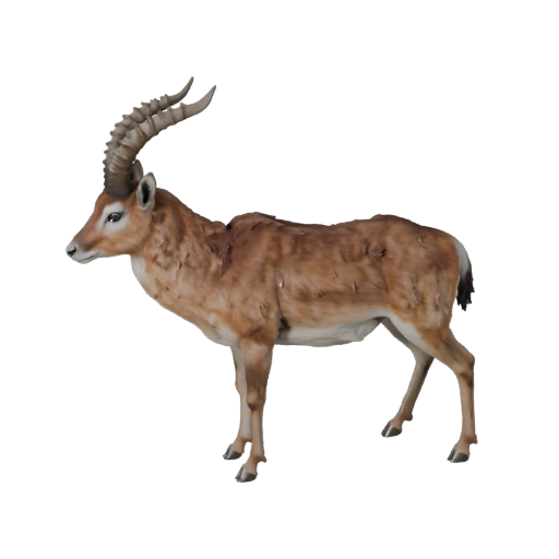 Realistic Gazelle 3D Model - Rigged PBR Asset for Games | PBR
