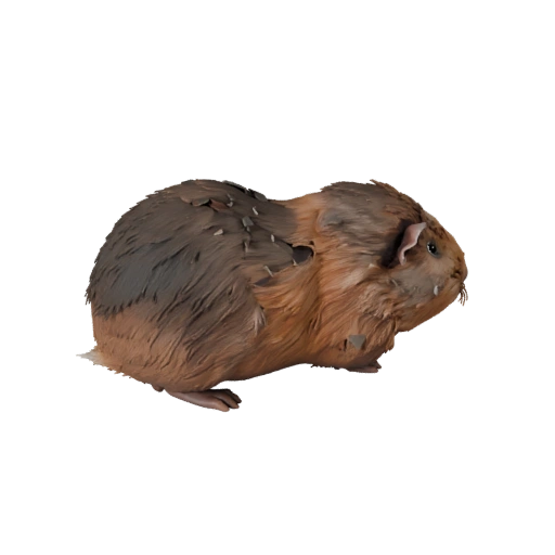 Modello 3D di Porcellino d'India per Blender - Asset PBR con Texture | PBR