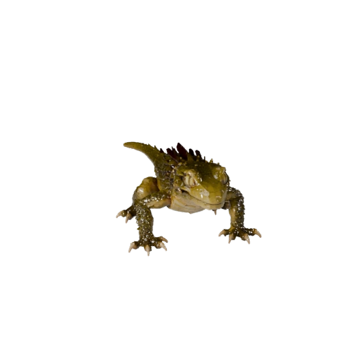 Modelo 3D de Lagartixa Baixo Poli - Asset de Jogo Unity com FBX | Livre de Royalties