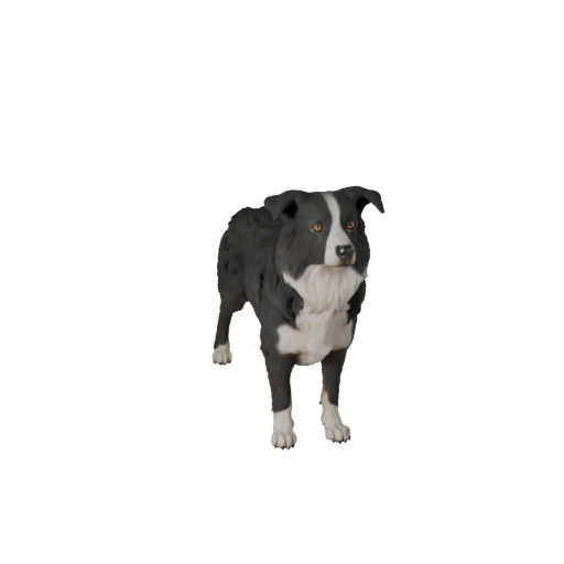 Modelo 3D de Cachorro Border Collie para Unity - Asset Pronto para Jogo, FBX