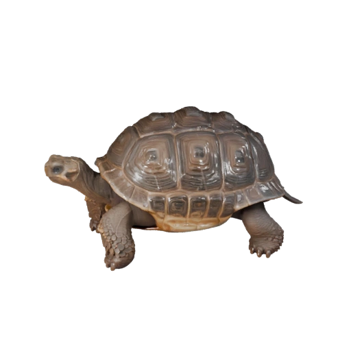 Cartoon Galapagos Tortoise 3D Model - Stylized Asset for Animation