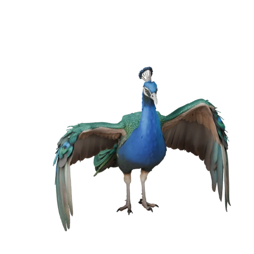 Realistic Peacock 3D Model - Rigged PBR Asset for Games | PBR