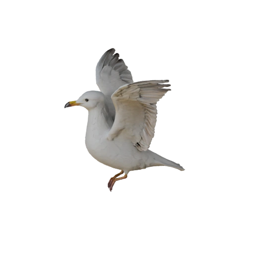 High Poly Seagull 3D Model - Detailed STL Asset for Printing
