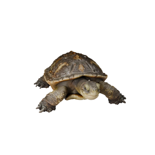 Schnappschildkröte 3D-Modell für Blender - PBR-Asset mit Texturen