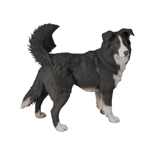 Modelo 3D de Cachorro Border Collie para Blender - Asset PBR com Texturas