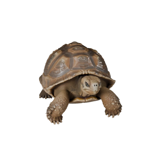 Realistic Galapagos Tortoise 3D Model - Rigged PBR Asset for Games