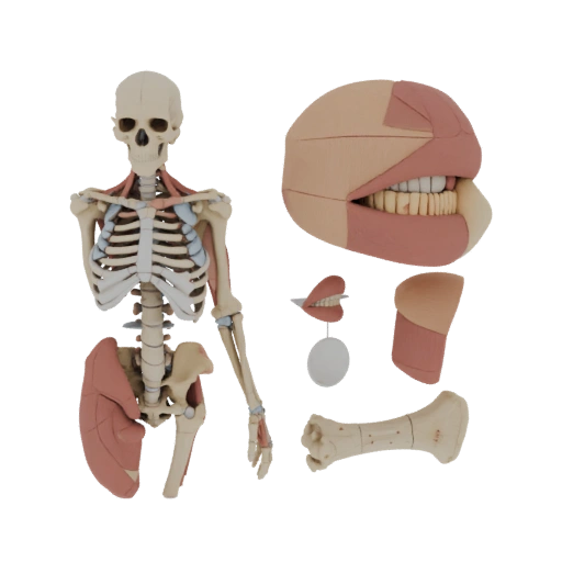 Wissenschaft, Medizin & Anatomie