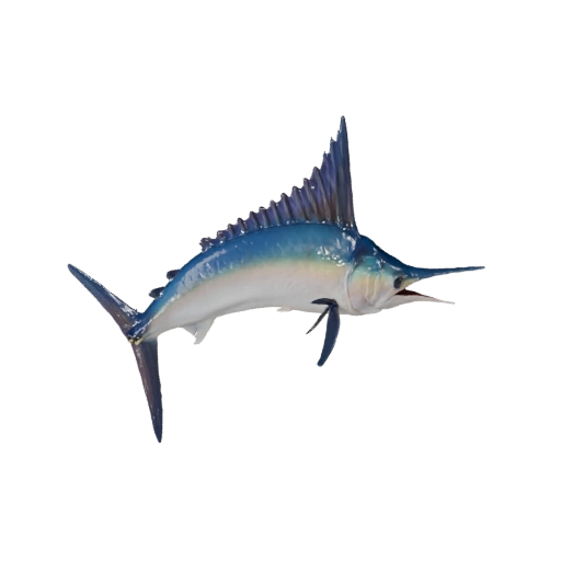 Modèle 3D de Marlin réaliste - Actif PBR riggé pour jeux | PBR
