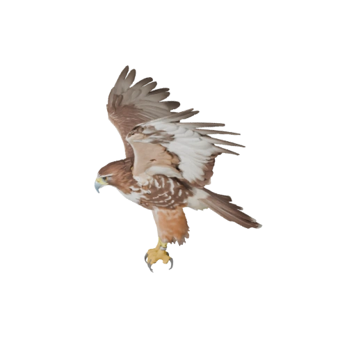 Red Tailed Hawk 3D Model for Blender - PBR Asset with Textures