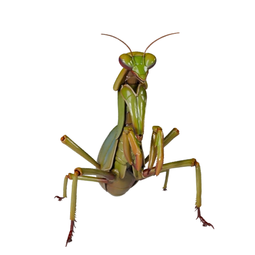 Realistic Praying Mantis 3D Model - Rigged PBR Asset for Games