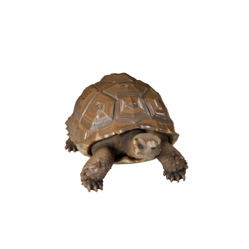 Low Poly Galapagos Tortoise 3D Model - Unity Game Asset with FBX