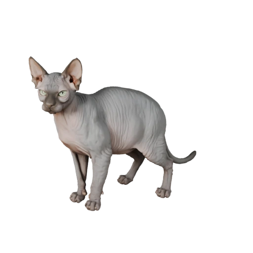Modelo 3D Realista de Gato Sphynx - Asset PBR Rigged para Jogos