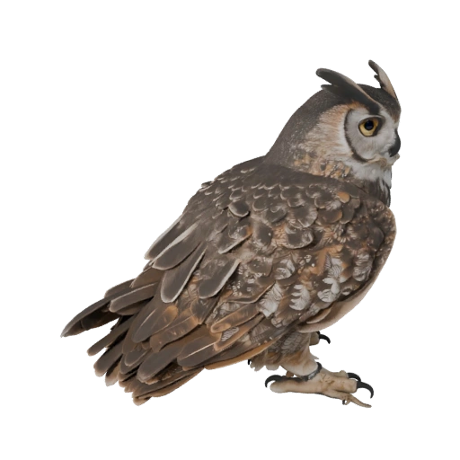 Great Horned Owl 3D Model for Unity - Game Ready Asset, FBX