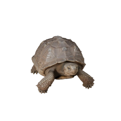 Galapagos Tortoise 3D Model for Unity - Game Ready Asset, FBX