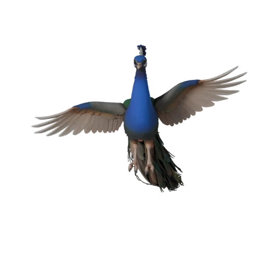 Peacock 3D Model for Blender - PBR Asset with Textures | PBR