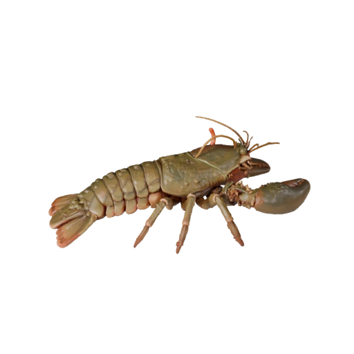 Lobster 3D Model for Unity - Game Ready Asset, FBX | Royalty-Free