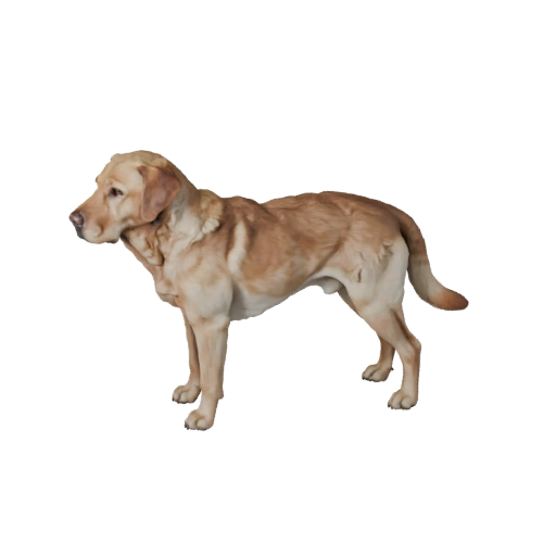 Modelo 3D Realista de Cão Labrador Retriever - Ativo PBR para