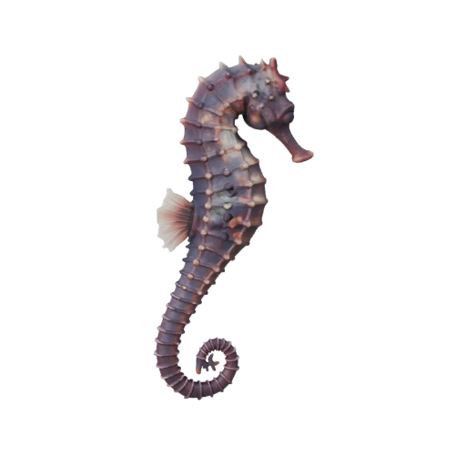 Modèle 3D Hippocampe pour Blender - Asset PBR avec Textures | PBR