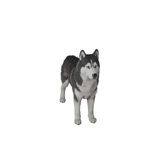 Siberian Husky Dog 3D Model for Unity - Game Ready Asset, FBX