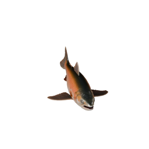 Salmon 3D Model for Unity - Game Ready Asset, FBX | Royalty-Free