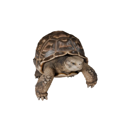 Tortoise 3D Model for Unity - Game Ready Asset, FBX | Royalty-Free